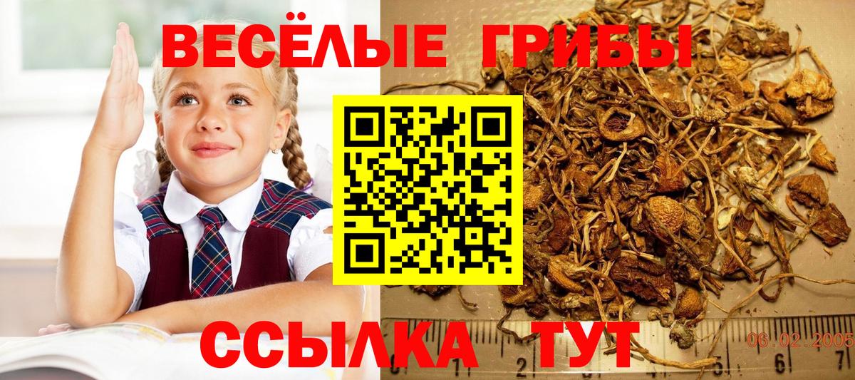 Псилоцибиновые грибы Cubensis  Вход с VPN  Дмитров 